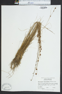 Rhynchospora chalarocephala image