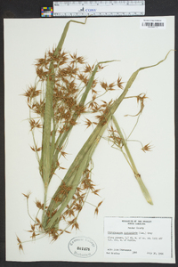 Rhynchospora corniculata image