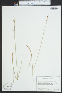 Rhynchospora fascicularis image