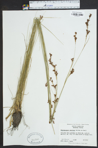 Rhynchospora perplexa image