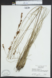 Rhynchospora torreyana image