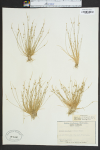 Isolepis carinata image