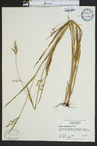 Scleria reticularis image