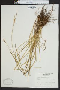 Scleria triglomerata image