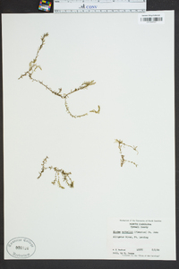 Elodea nuttallii image