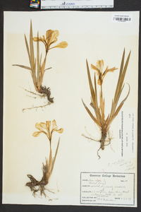 Iris verna image