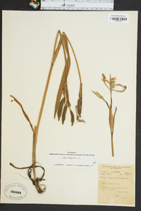 Iris virginica image