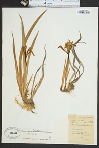 Iris verna image