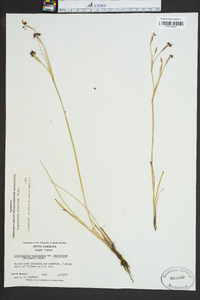 Sisyrinchium atlanticum image