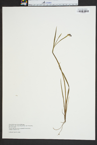 Sisyrinchium mucronatum image