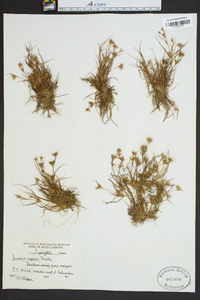 Juncus repens image