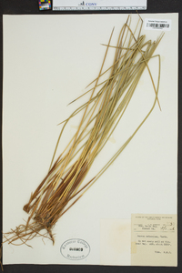 Juncus coriaceus image