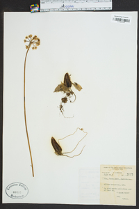 Allium tricoccum image