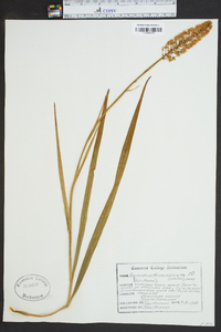 Amianthium muscitoxicum image