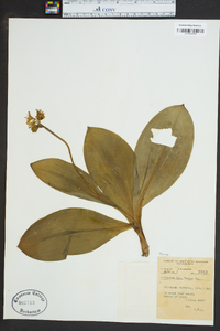 Clintonia borealis image