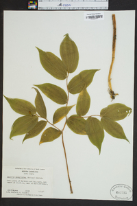 Disporum lanuginosum image