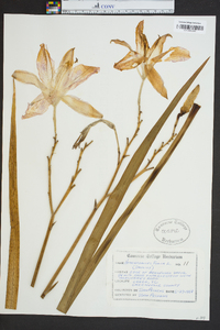 Hemerocallis fulva image