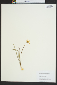 Ipheion uniflorum image