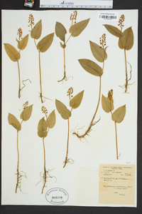 Maianthemum canadense image