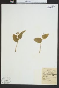 Maianthemum canadense image