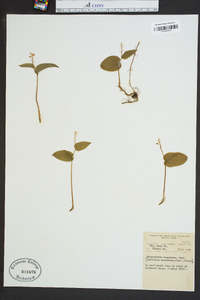 Maianthemum canadense image