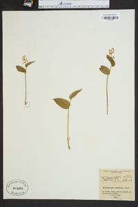 Maianthemum canadense image