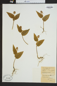 Maianthemum canadense image