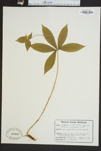 Medeola virginiana image