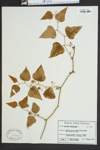 Smilax bona-nox image