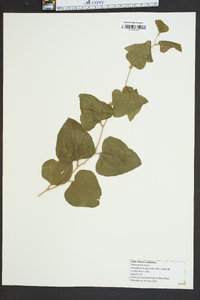 Smilax bona-nox image