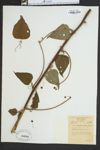 Smilax herbacea image