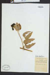 Smilax herbacea image