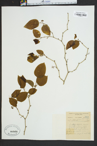 Smilax tamnoides image