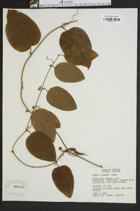 Smilax walteri image