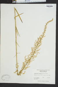 Stenanthium gramineum image