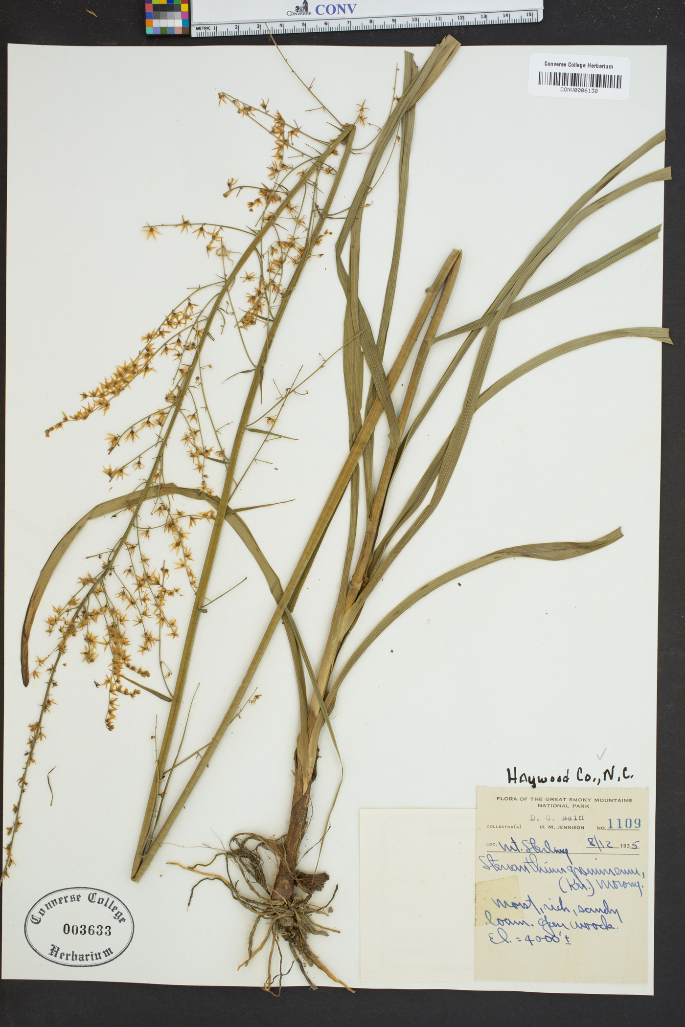 Stenanthium gramineum image