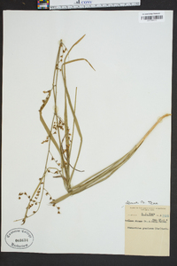 Stenanthium gramineum image