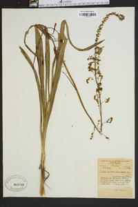 Stenanthium gramineum image