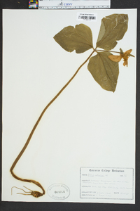 Trillium catesbaei image