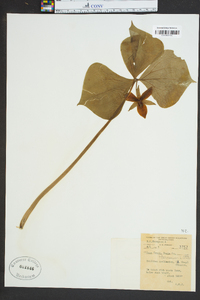 Trillium cernuum image