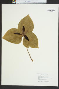 Trillium cuneatum image