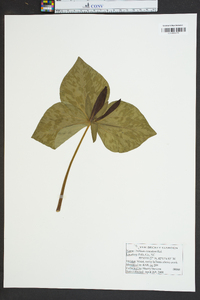 Trillium cuneatum image