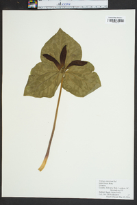 Trillium cuneatum image