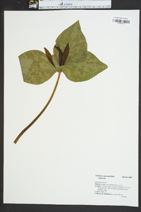 Trillium cuneatum image