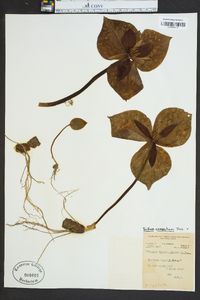 Trillium cuneatum image