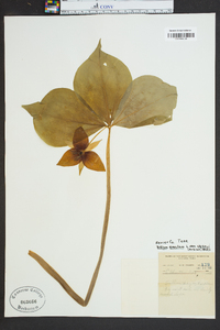 Trillium erectum image