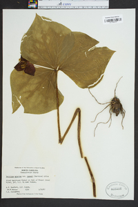 Trillium erectum image