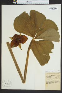 Trillium erectum image