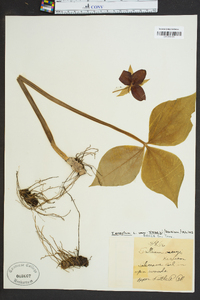 Trillium erectum image