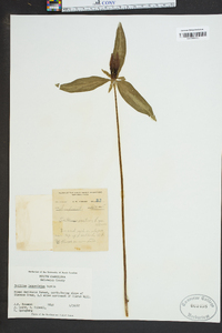 Trillium lanceolatum image